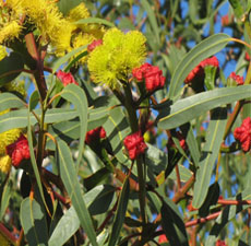 H2O Eucalyptus Essential Oil (Smithii)